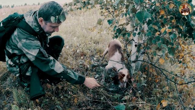 Русский Охотничий Спаниель АРЧИ. Семь месяцев. Первое поле. смотреть онлайн