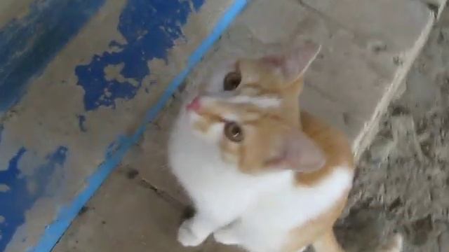 Крикливый кот Кеша смотреть онлайн