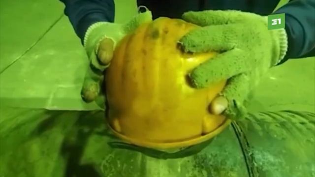 ЧТЗ проверят прокуроры. После роликов о рабочих о рваной спецодежде на завод пришли ревизоры смотреть онлайн