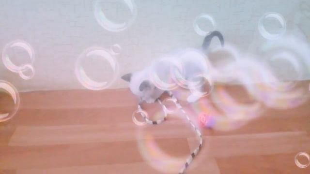 Киса играет.Шотландский белый котенок. смотреть онлайн