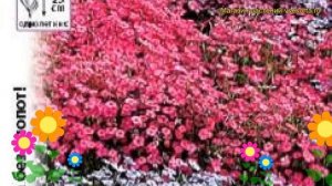 Вискария обыкновенная Холидей. Краткий обзор, описание характеристик viscaria oculata