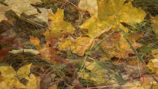 Расплескалась Осень золотым дождём смотреть онлайн