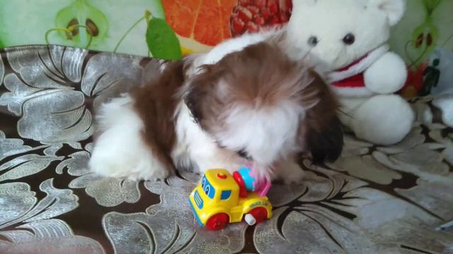 щенки ШИТЦУ_ДЕВОЧКА.ПРОДАЖА.202.2020год смотреть онлайн