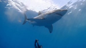 Прекращение вещания в России (Animal Planet HD, 09.03.2022)