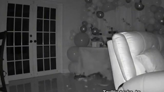 Будущий бездомный кот. смотреть онлайн