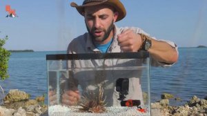 Ужалила РЫБА КРЫЛАТКА | Brave Wilderness На Русском