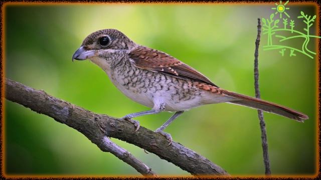Голоса птиц Как поёт Сорокопут Тигровый (lentinus tigrinus).mp4 смотреть онлайн