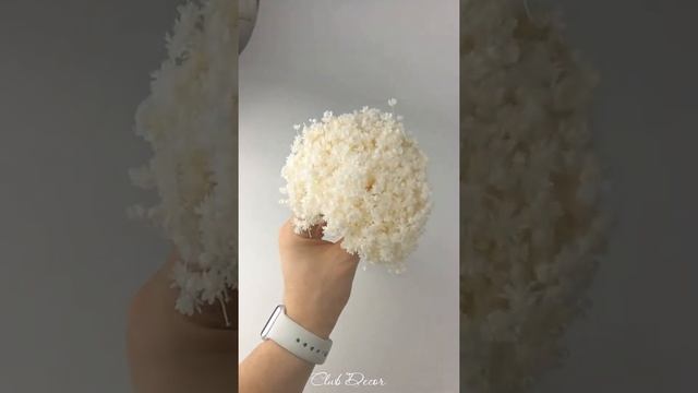 Гелихризум (Бессмертник) выбеленный. смотреть онлайн