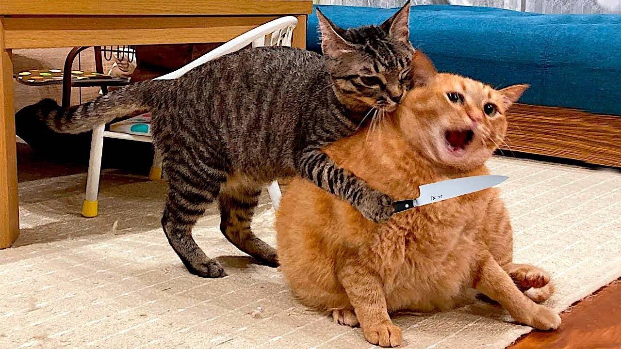 Приколы с котами! Смешные коты! - С ОЗВУЧКОЙ! Самые смешные животные! смотреть онлайн