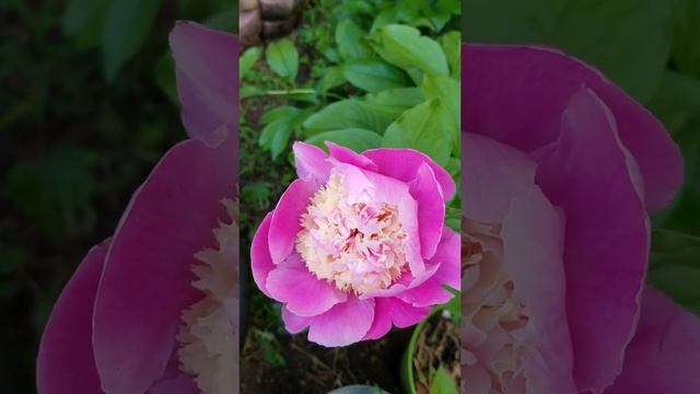 Cora Stubbs Peony смотреть онлайн