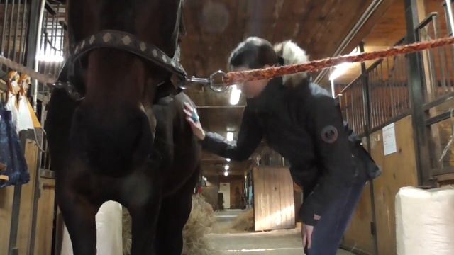 Как чистить лошадь. смотреть онлайн