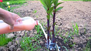 Чем подкормить лилии в мае июне чтобы растения были крепкими как пальмы долго и пышно цвели?