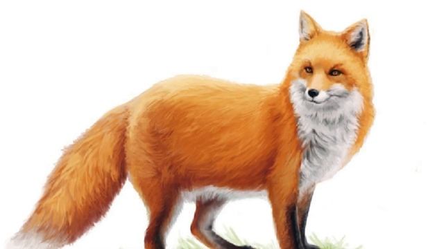 Французская народная видеосказка «Лисица и петух» смотреть онлайн