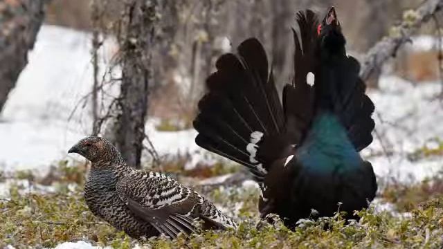 песня глухариная охота автор музыки и исполнитель Сергей Шакун слова Николая Самойлова смотреть онлайн