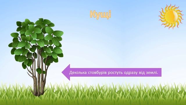 Дерева, кущі та трав'янисті рослини! ЯДС 1 клас. смотреть онлайн