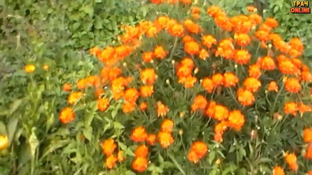 ✅ Наш урожай картошки 2020 ? ?♀️ Мульча рулит, хрущ беспределит ? смотреть онлайн