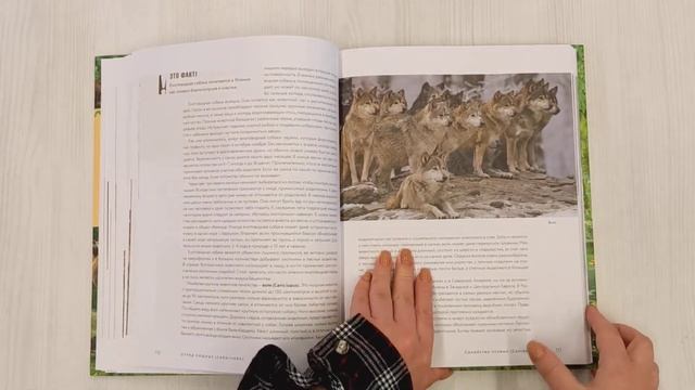 Жизнь животных России. Познавательная иллюстрированная энциклопедия смотреть онлайн