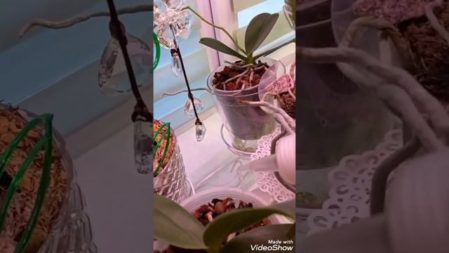 Жива! Удобряю цветущие орхидеи зимой! смотреть онлайн