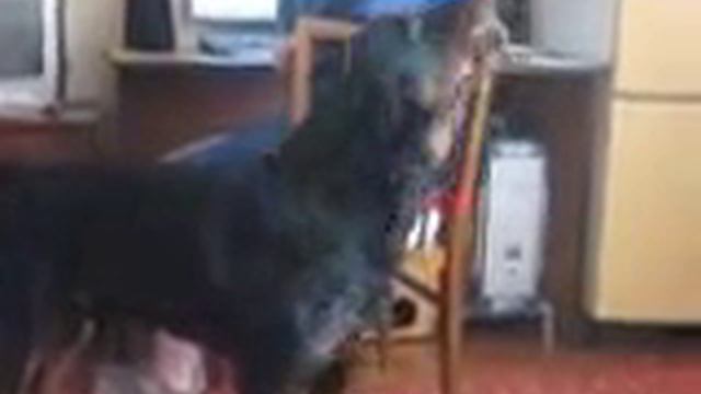 Ротвейлер подпевает Green Day смотреть онлайн