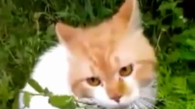 Кот говорит «Оооооо, чуваки!» смотреть онлайн