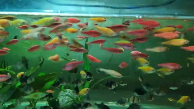 Подвожу итог. Что смог получить за 20 дней.Хищная инфузория. смотреть онлайн