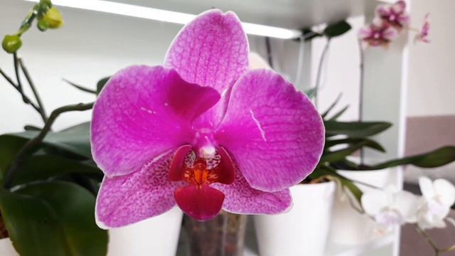 Цветение моих орхидей🥰🥰🥰 My Orchids Are Blooming
