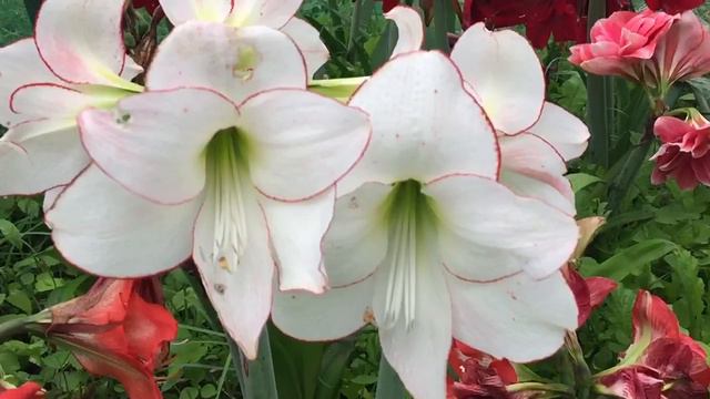 My Amaryllis Picotee смотреть онлайн