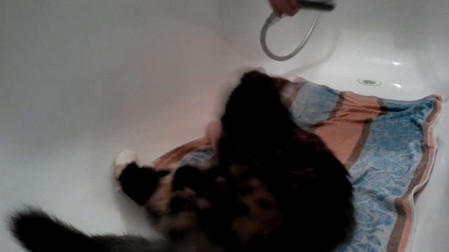 Как помыть кота-у меня не получилось смотреть онлайн