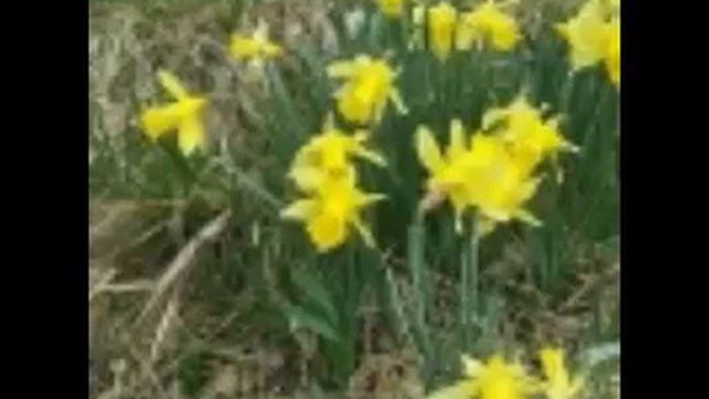 Osterspaziergang Hörbuch Goethe deutsch смотреть онлайн