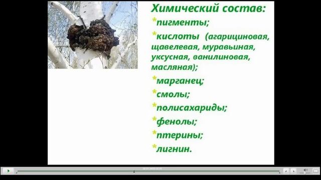 Чага Полезные свойства