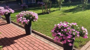 Петуния Опера Лавендер - нежная красавица