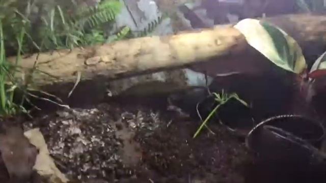 Setting up a Green Tree Python Vivarium | Rainforest | Reptilesky смотреть онлайн