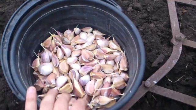 Правильная осенняя посадка чеснока (под зиму). Делюсь всеми секретами! смотреть онлайн