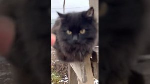 Чернуха показал Чернышу мастеркласс 😻 умный кот