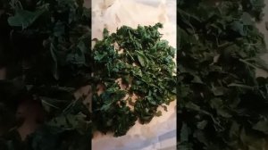 Ферментированный чай из листьев смородины.Заготовка на зиму.