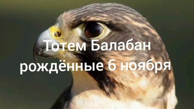 Тотем Балабан рождённые 6 ноября смотреть онлайн