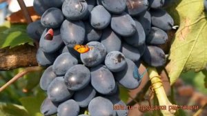 Виноград плодовый Надежда АЗОС (vitis) ? обзор: как сажать, рассада винограда Надежда АЗОС