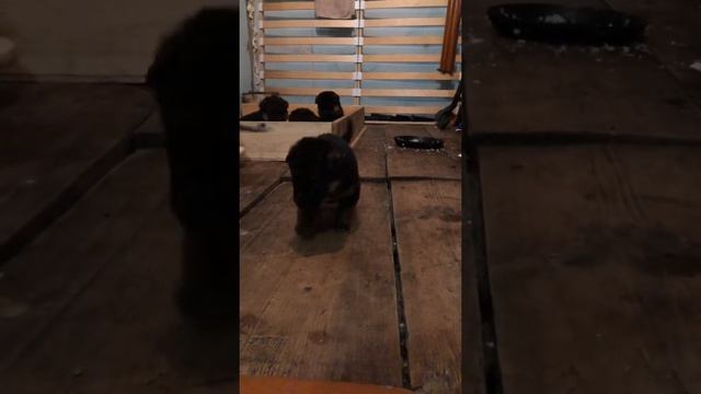 Рычание злой собаки. Шла четвёртая неделя. смотреть онлайн