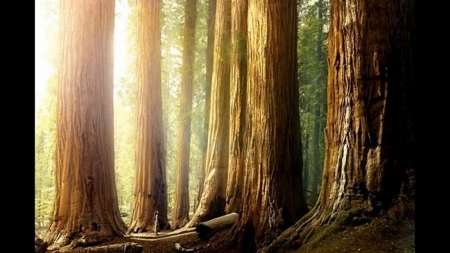 Самое высокое дерево на планете Земля! смотреть онлайн