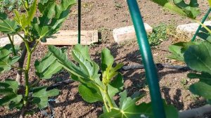 Инжир,приземная формировка типа горизонтальный кордон