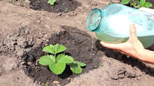 Самое лакомое удобрение для клубники в апреле! Предупреждаю ягоды будет очень очень много!