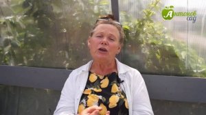 Белые черви в клубнике! Как бороться с многоножкой?