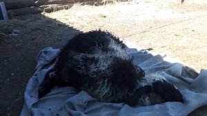 Стрижка ягнят, в каком возрасте лучше стричь.