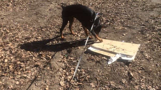 Доберман.7 месяцев.Весна. смотреть онлайн