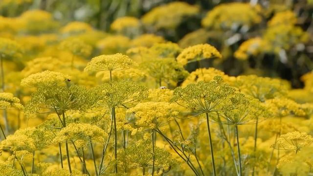 Что творят СЕМЕНА УКРОПА? смотреть онлайн