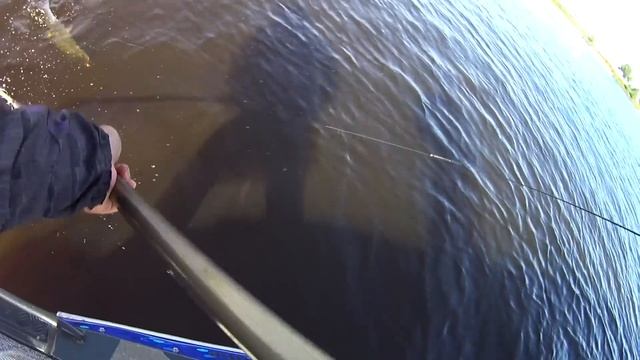 Рыбная Феерия