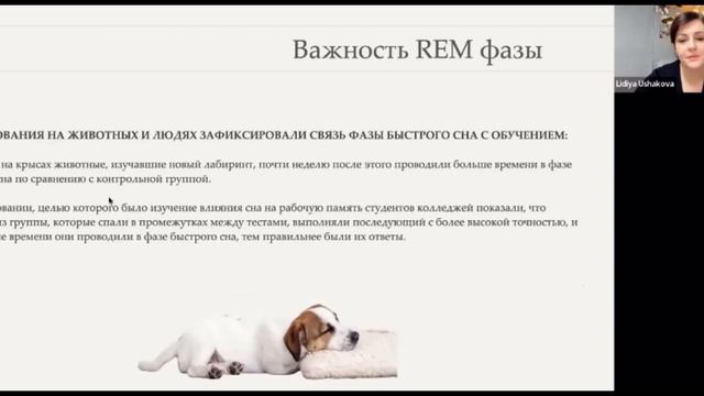 Структура сна у собак смотреть онлайн