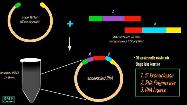 Gibson Assembly | Gibson Cloning | Primer Design Using Gibson Assembly |