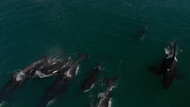 Blue Whale VS Killer Whale Pod - Who Is The King Of The Oceans? смотреть онлайн
