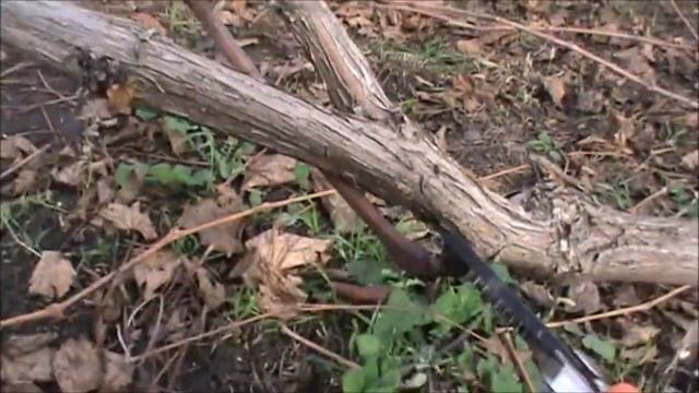 Правильная обрезка винограда Вовчик с двойной нагрузкой на следующий год смотреть онлайн
